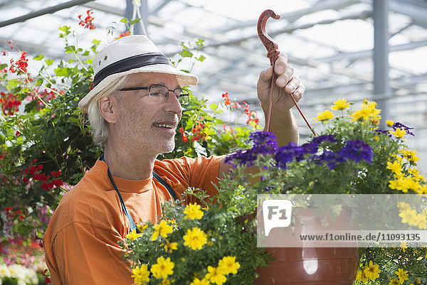 Männlicher Gärtner beim Arrangieren einer Blumenampel im Gewächshaus,  Augsburg,  Bayern,  Deutschland