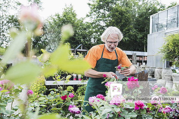 Male gardener trimming roses in greenhouse  Augsburg  Bavaria  Germany