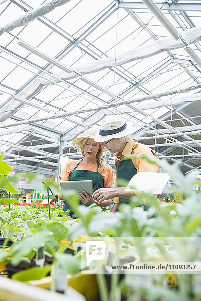 Two gardeners using digital tablet inspecting plants in greenhouse Augsburg Bavaria Germany
