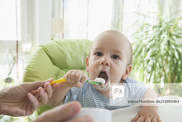 Mother feeding baby food to her baby boy with spoon  Munich  Bavaria  Germany