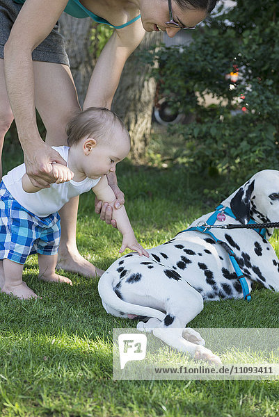 Mutter  die ihrem kleinen Jungen hilft  einen Dalmatinerhund auf einer Wiese zu streicheln  München  Bayern  Deutschland