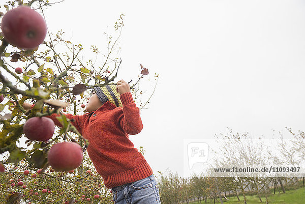 Junge pflückt Äpfel von einem Apfelbaum in einer Apfelplantage