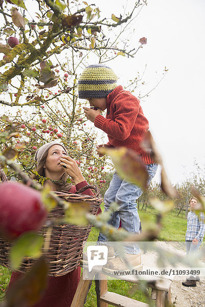Mutter und Sohn pflücken Äpfel von einem Baum und riechen an ihnen in einer Apfelplantage