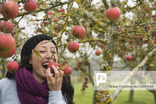 Frau beißt in einen Apfel  der noch an einem Baum in einer Apfelplantage hängt