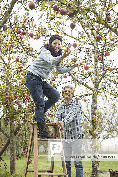 Woman picking apples from the tree with her friend safeguard the step ladder for her
