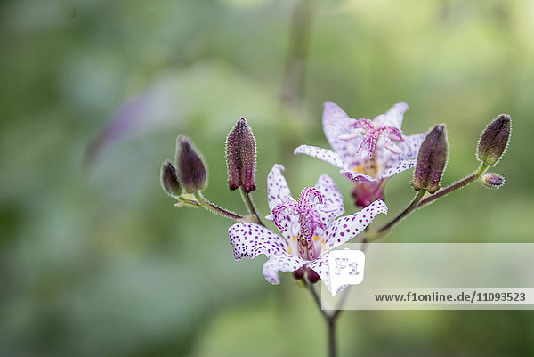 Close-up of purple toad lilies (Tricyrtis formosana)  Munich  Bavaria  Germany
