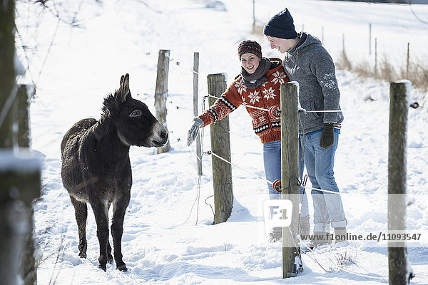 Junges Paar steht mit Esel in Scheune  Bayern  Deutschland