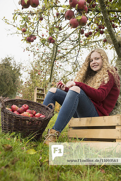 Teenage girl sitting on a crate under an apple tree in an apple orchard farm