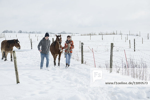 Junges Paar beim Spaziergang mit Pferden auf einem Feld  Bayern  Deutschland