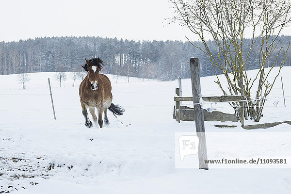 Pferd läuft durch eine verschneite Landschaft  Bayern  Deutschland