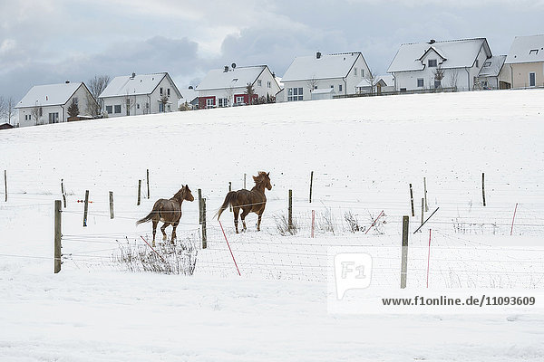 Zwei Pferde in einer verschneiten Landschaft  Bayern  Deutschland