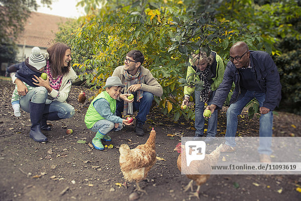 Familie und Freunde füttern Äpfel an Hühner auf dem Bauernhof