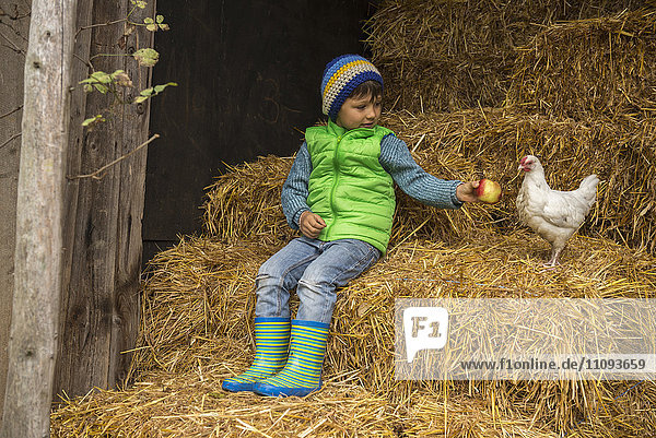 Kleiner Junge sitzt im Stall auf Stroh und füttert einen Apfel an ein Huhn