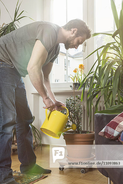 Mid adult man watering plants in living room  Munich  Bavaria  Germany