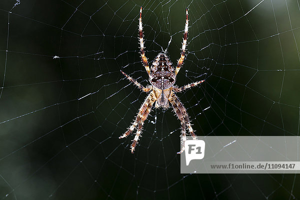 Close-up of garden spider hanging on web  Araneus Diadematus  Bavaria  Germany