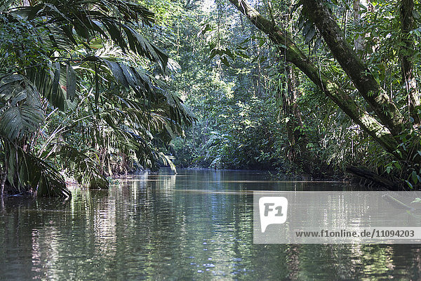 Waterway in Tortuguero National Park  Costa Rica