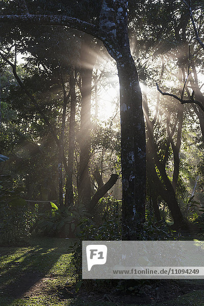 Sonnenlicht bricht durch Bäume im Wald,  Costa Rica