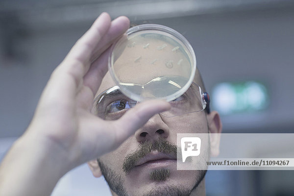 Scientist examining micro organisms in petri dish in a pharmacy laboratory