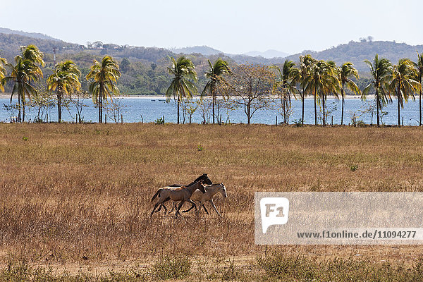 Pferd läuft auf dem Feld in der Nähe des Strandes  Samara  Costa Rica