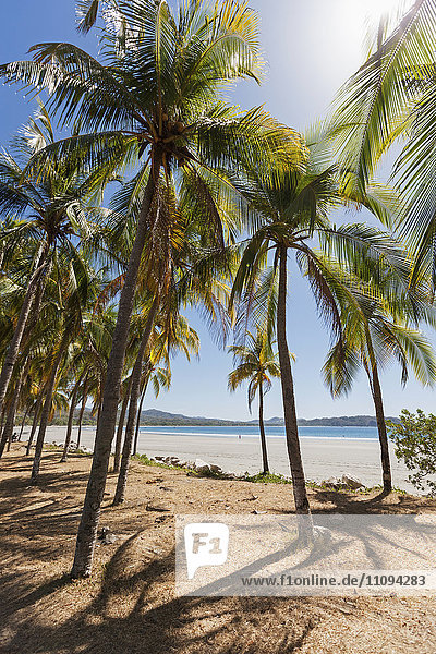 Palm trees on the beach  Samara  Costa Rica