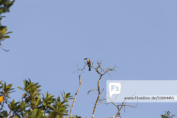 Channel-billed toucan (Ramphastos vitellinus) perching on tree branch  Orinoco Delta  Venezuela