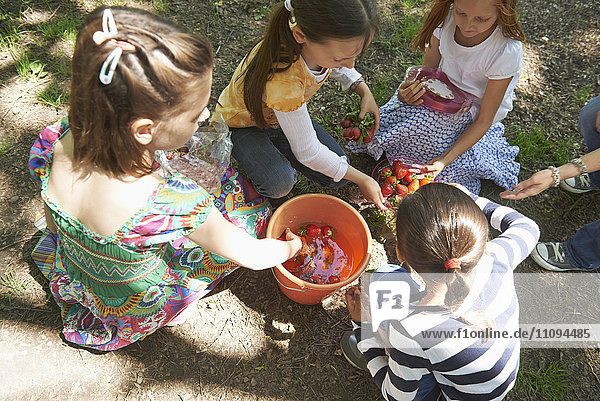 Gruppe von Freunden  die beim Picknick Erdbeeren in einem Eimer mit Wasser waschen  München  Bayern  Deutschland