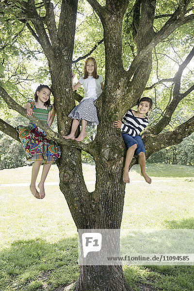 Mädchen klettern auf Baum  München  Bayern  Deutschland