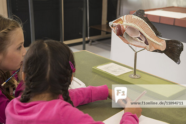 Zwei Mädchen studieren ein anatomisches Fischmodell im Biologieunterricht  Fürstenfeldbruck  Bayern  Deutschland