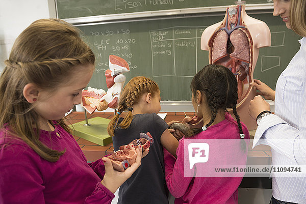 Biology teacher teaching students about human internal organs in classroom  Fürstenfeldbruck  Bavaria  Germany