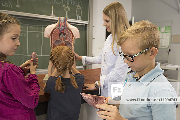 Biologielehrer unterrichtet Schüler im Klassenzimmer über die inneren Organe des Menschen  Fürstenfeldbruck  Bayern  Deutschland