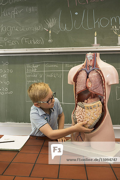 Schüler im Klassenzimmer beim Erforschen eines anatomischen Modells des Menschen  Fürstenfeldbruck  Bayern  Deutschland