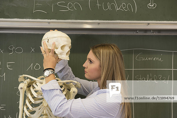 Biologielehrer bei der Untersuchung eines menschlichen Skeletts im Biologieunterricht  Fürstenfeldbruck  Bayern  Deutschland
