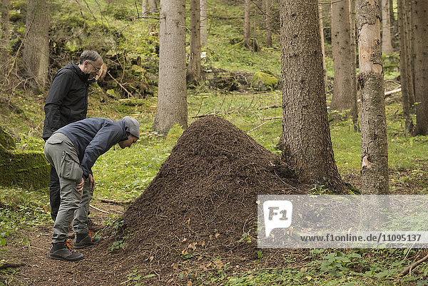 Zwei erwachsene Wanderer betrachten einen Ameisenhaufen im Wald  Österreichische Alpen  Kärnten  Österreich
