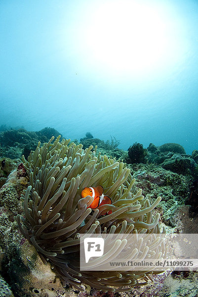 Anemonenfisch Koralle
