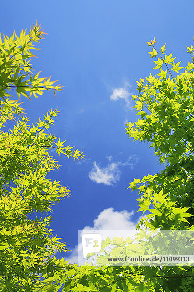 Ahornbaumzweig und blauer Himmel