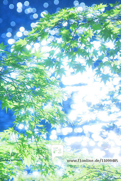 Blätter und vom Wasser reflektiertes Sonnenlicht