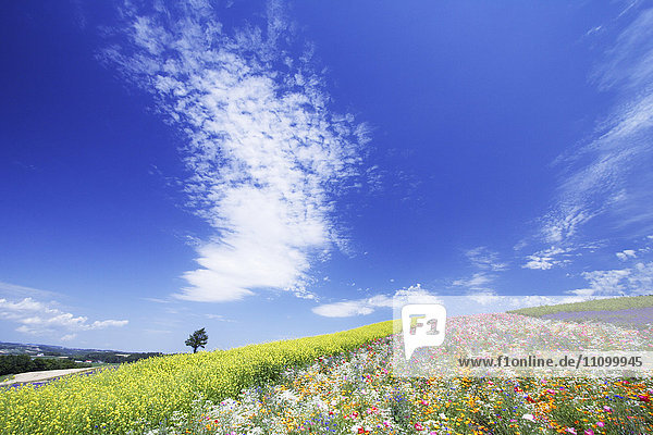 Blumenfeld  Präfektur Hokkaido  Japan