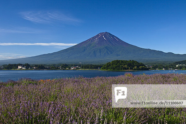 Lake Kawaguchi  Lavenders and Mount Fuji