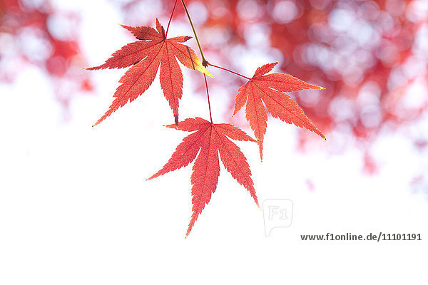 Japanischer Ahornbaum im Herbst