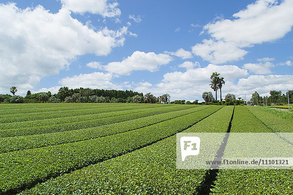 Grüne Teeplantage