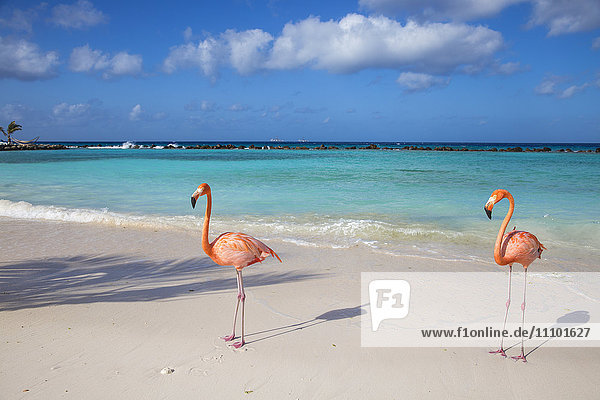 Flamingos am Flamingo-Strand  Renaissance Island  Oranjestad  Aruba  Kleine Antillen  Niederländische Antillen  Karibik  Mittelamerika