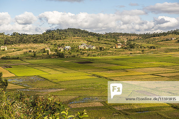 Reisfeldlandschaft im zentralen Hochland von Madagaskar bei Ambohimahasoa  Region Haute Matsiatra  Madagaskar  Afrika