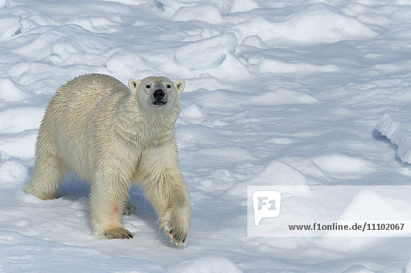 Männlicher Eisbär (Ursus maritimus) beim Spaziergang über Packeis  Insel Spitzbergen  Svalbard-Archipel  Arktis  Norwegen  Skandinavien  Europa
