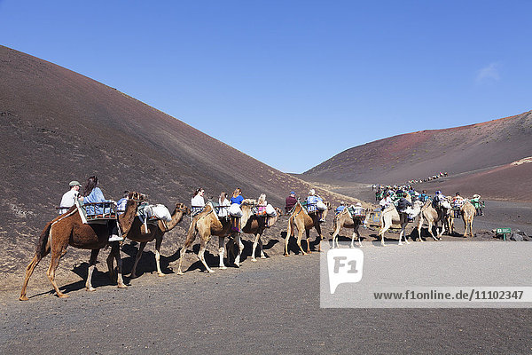 Tourists on camel tour  dromedaries  Parque National de Timanfaya  Lanzarote  Canary Islands  Spain  Atlantic  Europe