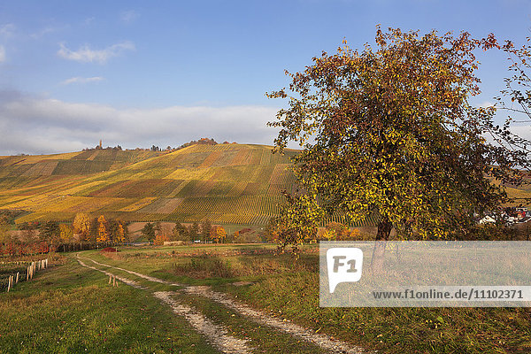 Weinberge im Herbst  Weinstadt  Rems-Murr-Kreis  Baden-Württemberg  Deutschland  Europa