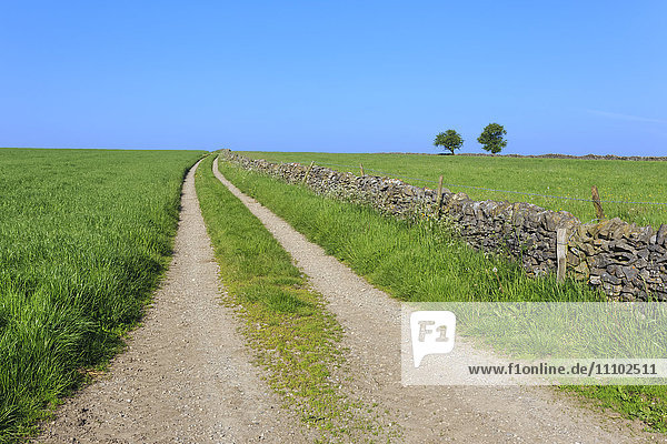 Weg verschwindet in der Ferne  Gras  zwei Bäume und trockene Steinmauern  typische ländliche Szene  Peak District  Derbyshire  England  Vereinigtes Königreich  Europa