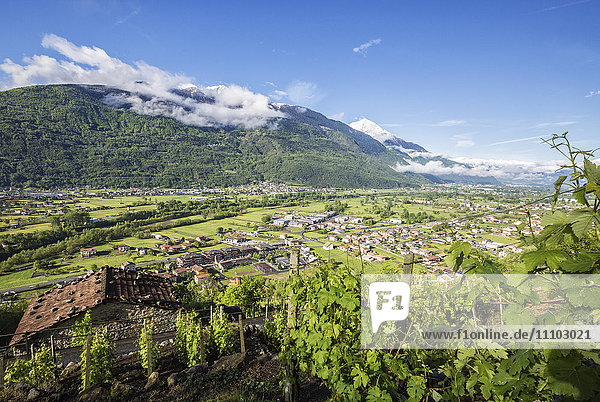 Weinberge im Frühling mit dem Dorf Traona im Hintergrund  Provinz Sondrio  Unteres Valtellina  Lombardei  Italien  Europa