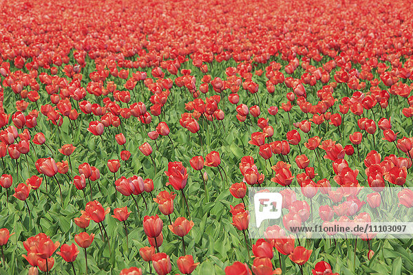 Rote Tulpen und grünes Gras färben die Landschaft im Frühling  Keukenhof Park  Lisse  Südholland  Niederlande  Europa