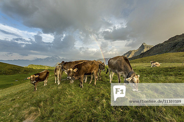 Rainbow frames a herd of cows grazing in the green pastures of Campagneda Alp  Valmalenco  Valtellina  Lombardy  Italy  Europe