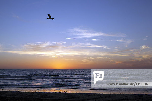 Sonnenuntergang über La Jolla Coast  Kalifornien  Vereinigte Staaten von Amerika  Nordamerika
